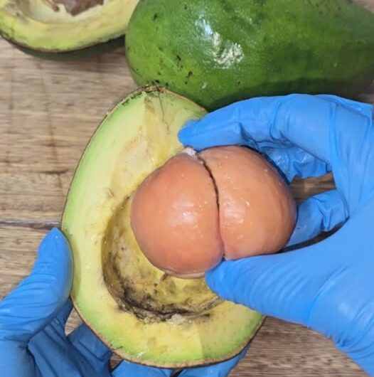 Mascarilla Capilar con Semilla de Aguacate y Sábila