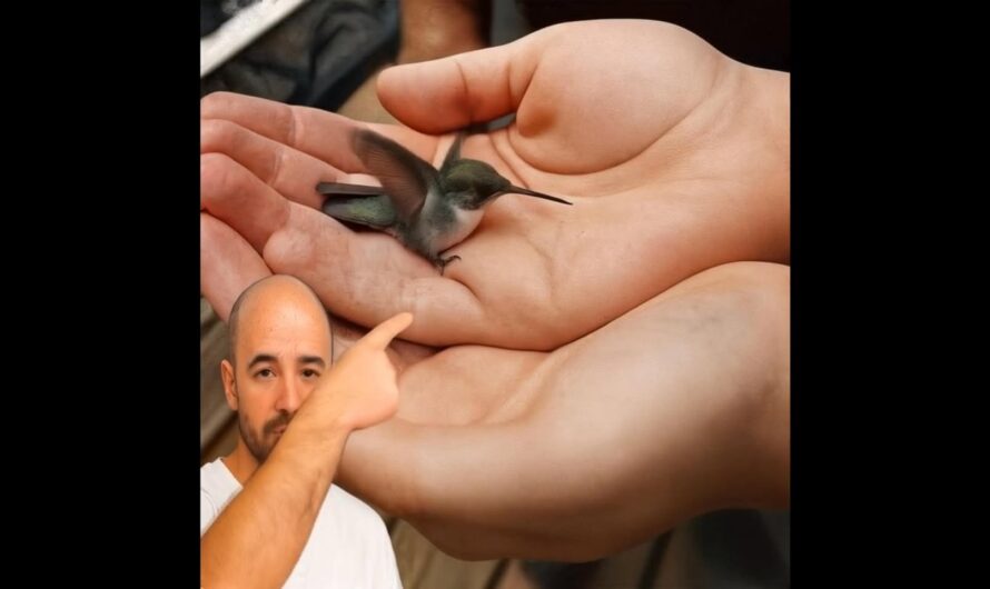El Mágico Mensaje de los Colibríes: Significado, Simbolismo y Conexión Espiritual