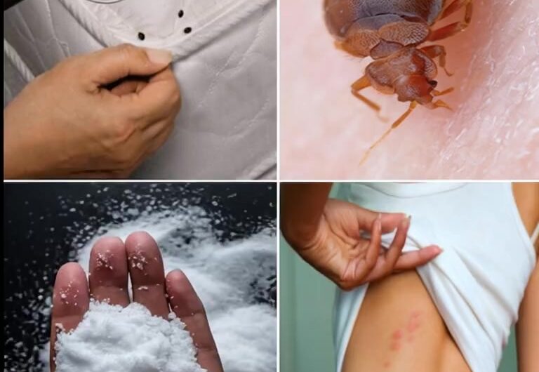 Cómo Eliminar Chinches de Forma Natural, Efectiva y Permanente
