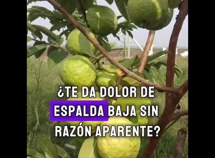 Té de Guayaba: Un Remedio Natural para el Dolor de Espalda Baja