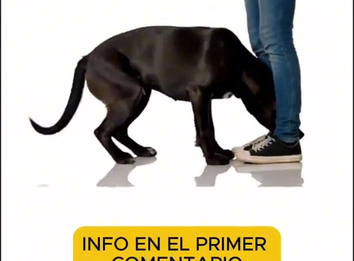 Descubriendo el Comportamiento Canino: ¿Por qué tu Perro Huele tus Partes Íntimas?