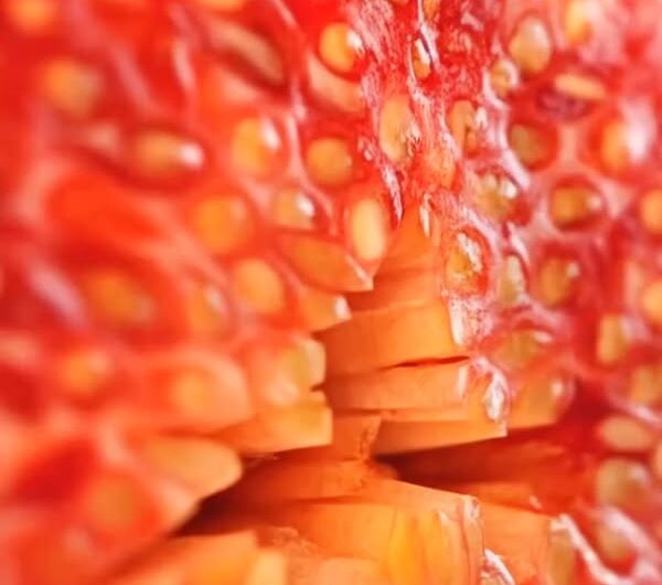 El poder de las hojas de higo: un remedio natural lleno de beneficios