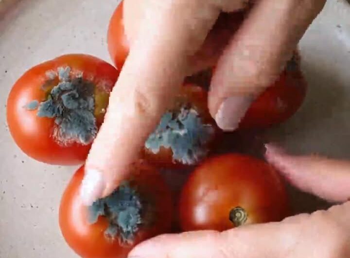 Descubre 4 Usos Inesperados de los Tomates Dañados para Mejorar tu Salud