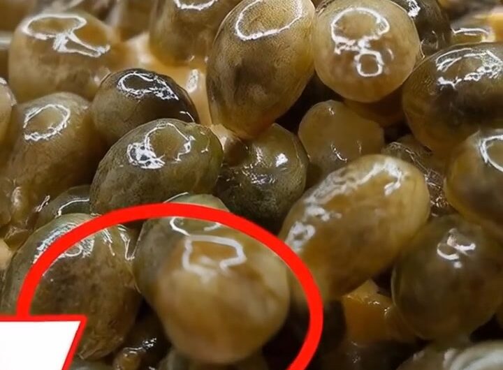 Beneficios de la semilla de papaya y cómo aprovecharla de manera segura