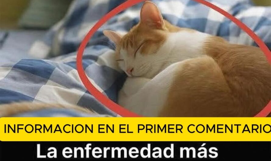 Toxoplasmosis: La Enfermedad que Debes Conocer si Duermes con Gatos