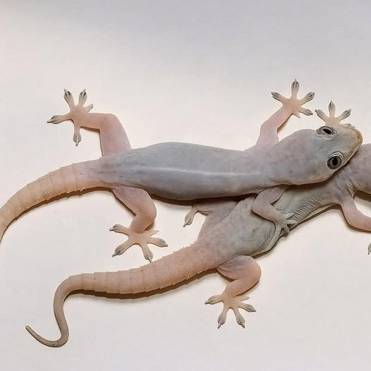 El Gecko en Tu Casa: Significado y Beneficios para la Salud