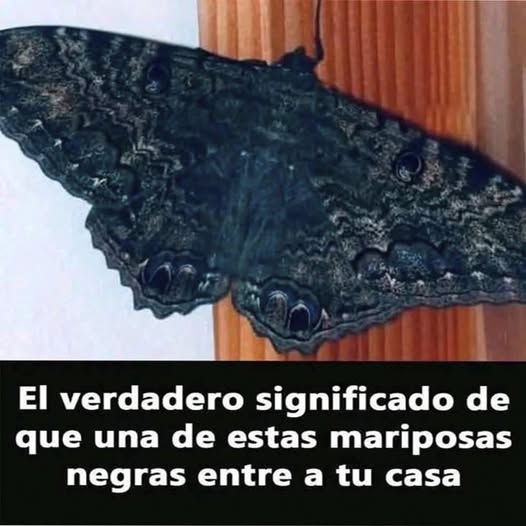 El Significado Espiritual de las Mariposas Negras en Tu Hogar