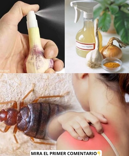 Elimina Chinches de Tus Sábanas con Estos Remedios Naturales Efectivos