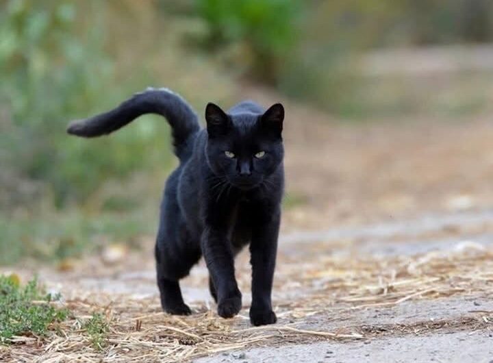 El Gato Negro y su Significado en la Salud y el Bienestar