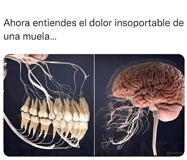 El Nervio Trigémino: Función, Dolor y Remedios Caseros Cautelosos