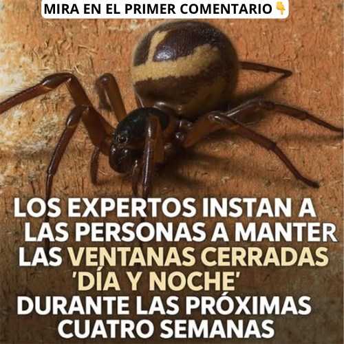 Cierra las Ventanas: Protege tu Hogar de Arañas Peligrosas