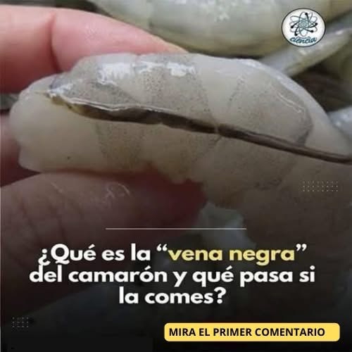 Todo lo que Debes Saber sobre la Vena Negra del Camarón