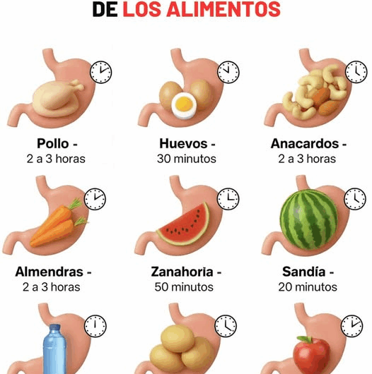 El tiempo de digestión de los alimentos y su impacto en tu bienestar