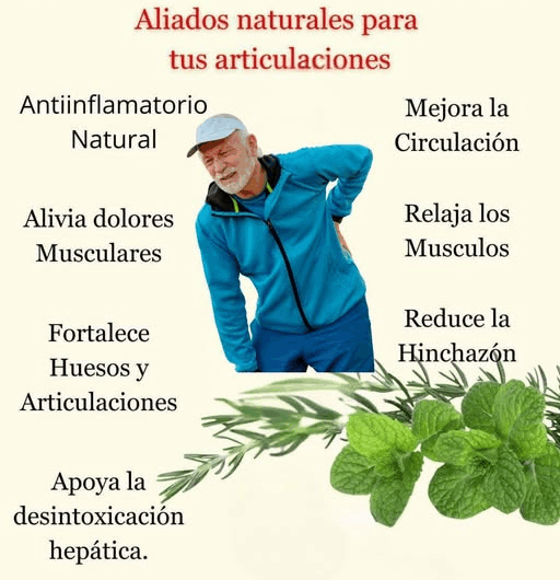 “Descubre los secretos de la hierbabuena con romero”