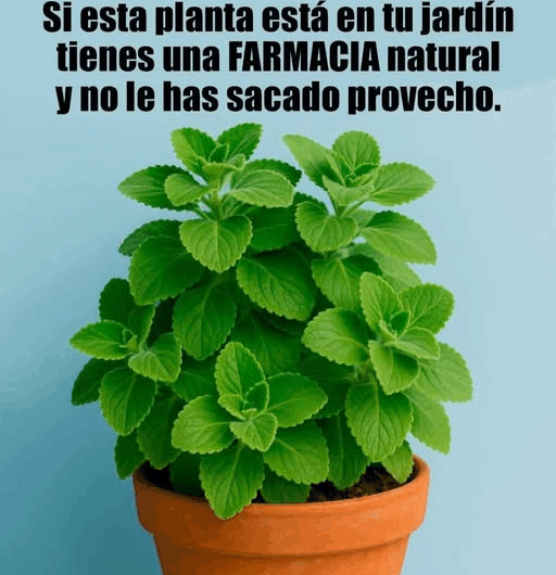 “Descubre cómo el orégano puede ser tu farmacia natural”