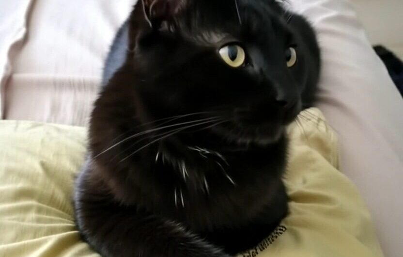 El Enigma del Gato Negro: Significado y Creencias