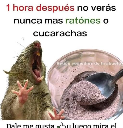 Remedios Naturales para Alejar Ratones y Cucarachas de tu Hogar