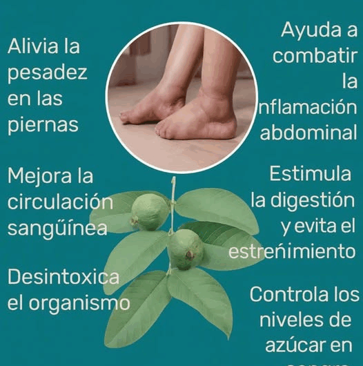 “Descubre los efectos de las hojas de guayaba en tu cuerpo”