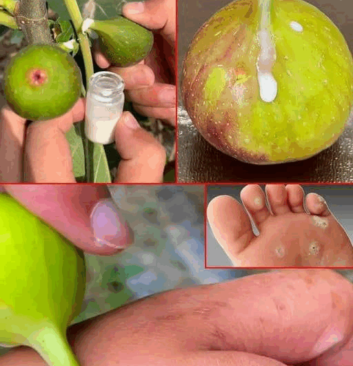 Savia de Higo: El Secreto Natural para una Piel Radiante y Saludable