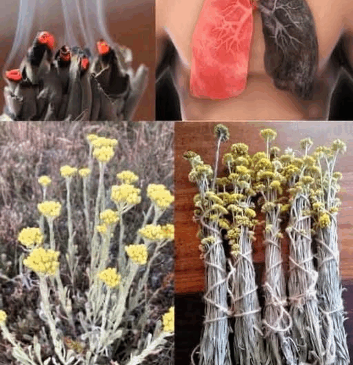 Flor de papel Bugambilia Para qué sirve aquí su beneficio…