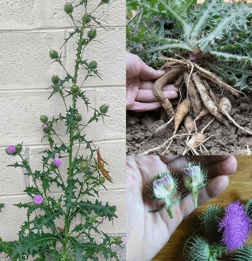 Cardo Mariano o Cardo Toro: Una Planta Silvestre con Beneficios Sorprendentes
