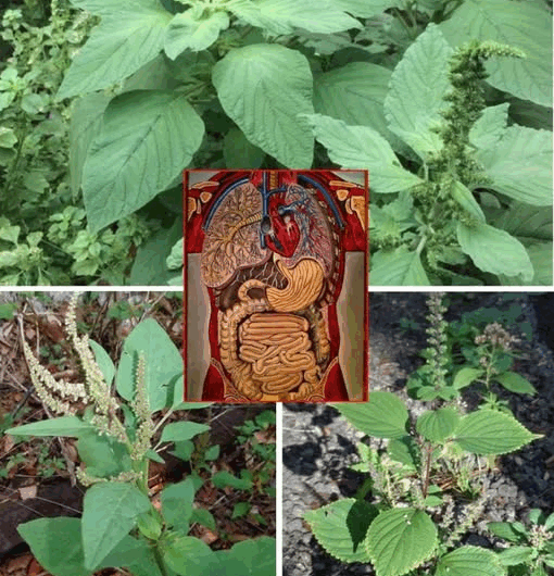 "Descubre los Sorprendentes Usos Medicinales del Bledo: La Planta Subestimada en Tu Jardín"