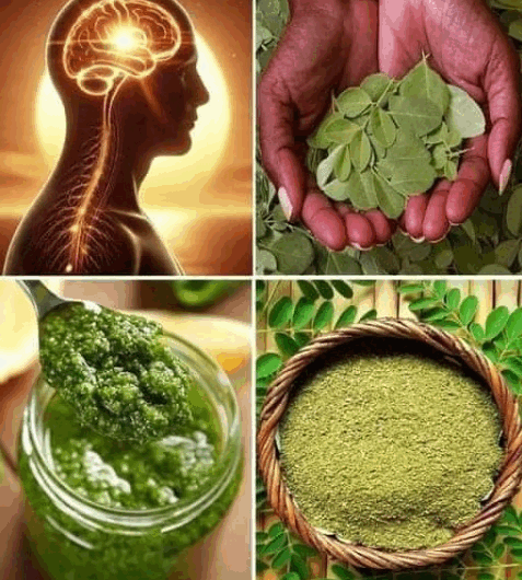 "Los sorprendentes beneficios de las hojas de moringa: salud renal, control del ácido úrico, función arterial y regulación de la insulina"