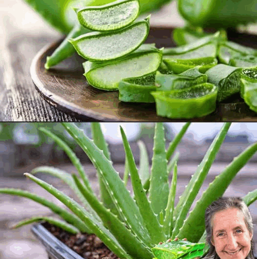 “27 Beneficios del Aloe Vera: Tu aliado natural para la salud y el bienestar”