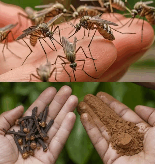 Repelente Natural para Mantener los Mosquitos Fuera de Casa