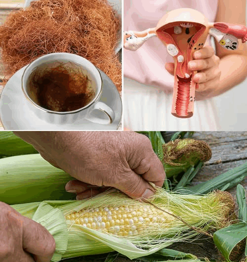 La seda de maíz: el remedio natural que limpia tus riñones, regula la presión y mejora la salud del cuerpo entero