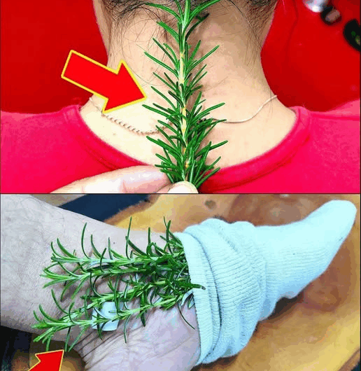El Poder del Romero Remedios Naturales para una Vida Saludable