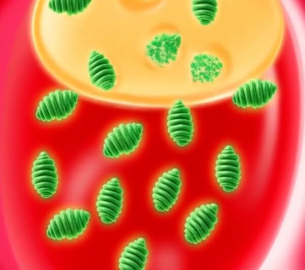 Remedios Naturales para Combatir Bacterias que Causan Hinchazón y Acidez Estomacal