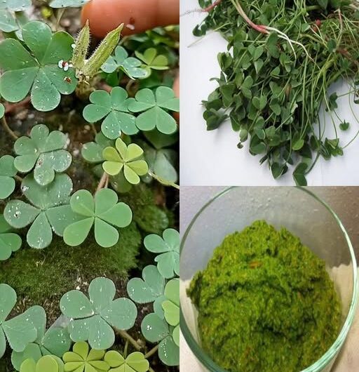 Acedera: La Hierba Ácida que Tu Jardín y Tu Cocina Necesitan