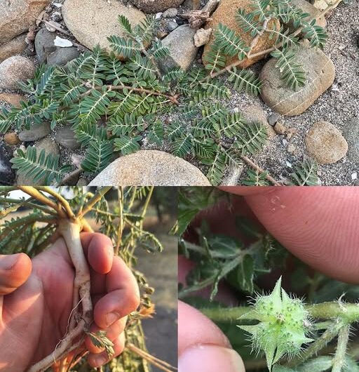 Tribulus Terrestris: El Aliado Espinoso del Bienestar Tradicional