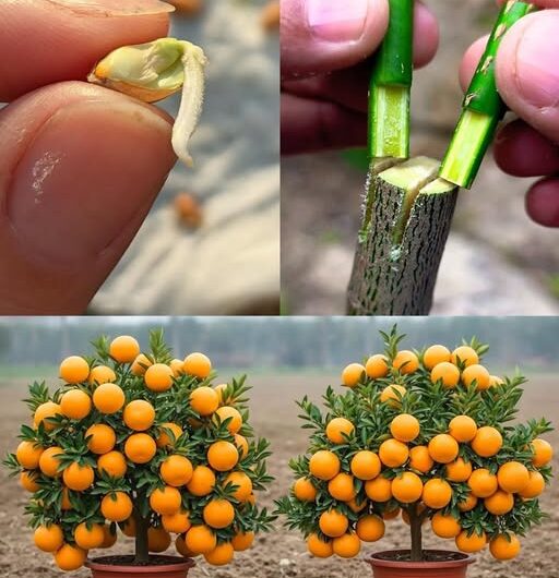 Huerto en el Alféizar: Cultivando Naranjas en Maceta, del Árbol a la Mesa