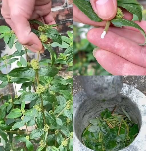 Euphorbia Hirta: Un Aliado Verde para la Salud Respiratoria