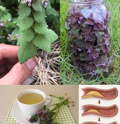 Morada: Un Tesoro Botánico para el Corazón y la Circulación