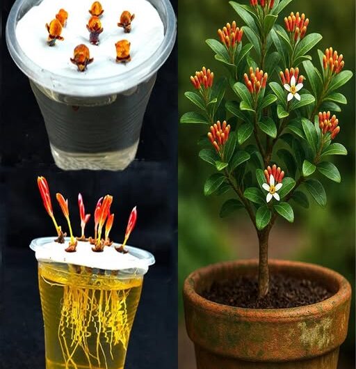 Guía Definitiva para Cultivar Clavos de Olor en Maceta y Aprovechar su Cosecha