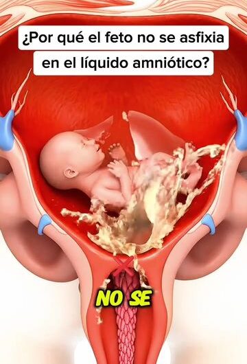 ¿Por qué el feto no se asfixia dentro del líquido amniótico?
