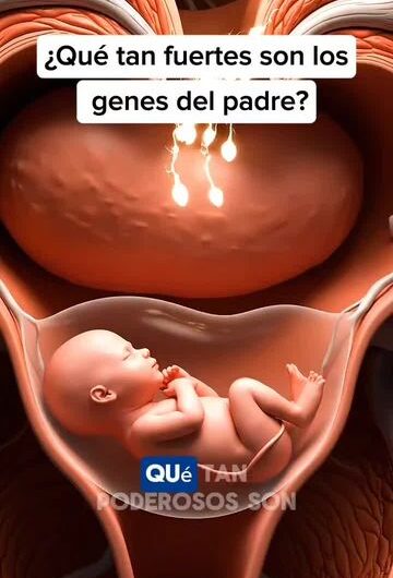 ¿Qué tan fuertes son los genes del padre?