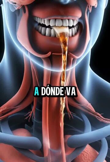 El Recorrido de la Cerveza en el Cuerpo Humano y sus Efectos Reales