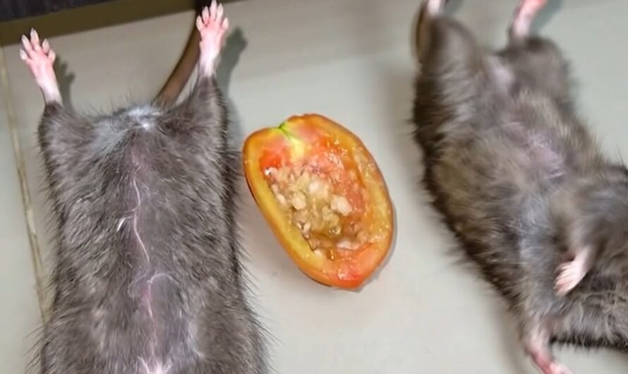 Método casero para eliminar las ratas y las cucarachas