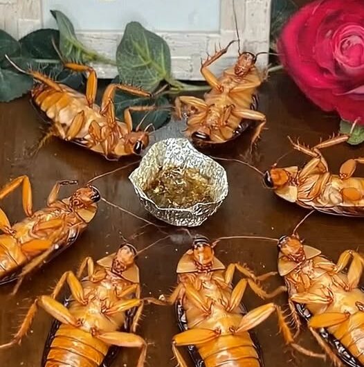 Cómo combatir plagas en el hogar: análisis completo de una mezcla casera con azúcar, alcanfor y otros ingredientes