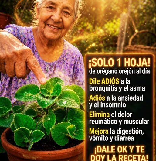 Orégano Orejón: El Secreto Natural que Fortalece la Vista y Protege los Ojos