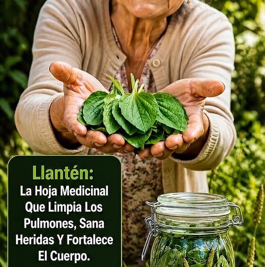 La hoja medicinal que limpia los pulmones, sana heridas, y fortalece el cuerpo