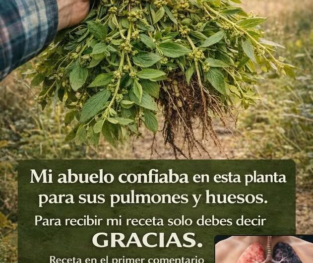 La hoja medicinal que vale oro y muchos aún no conocen