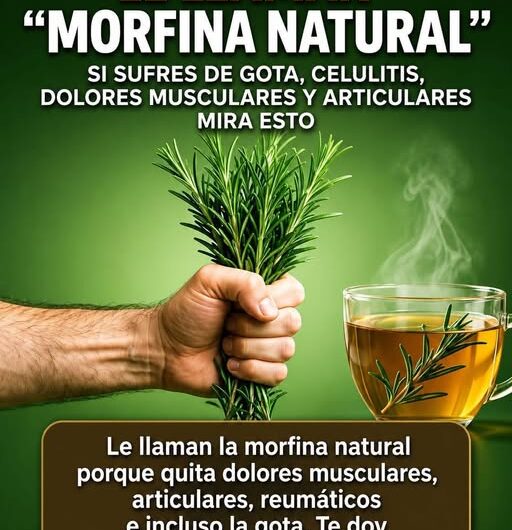 El Secreto del Romero: Por Qué le Llaman la "Morfina Natural" y Cómo Usarlo para Aliviar el Dolor