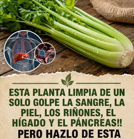 Apio un aliado natural para la salud de tus riñones y hígado