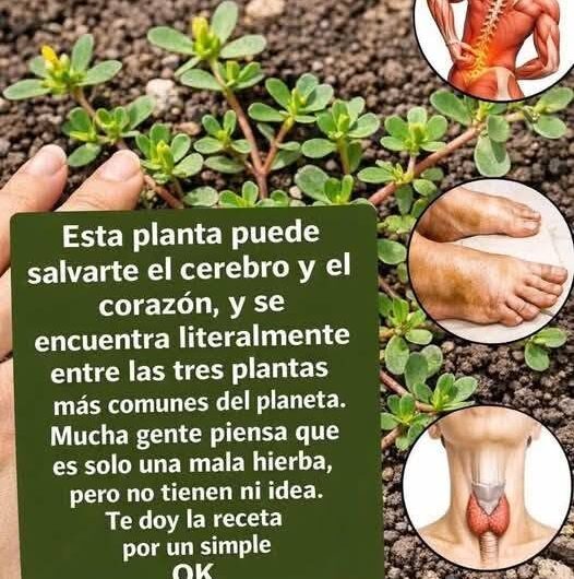 Verdolaga la Planta Poderosa para la Salud y la Vitalidad