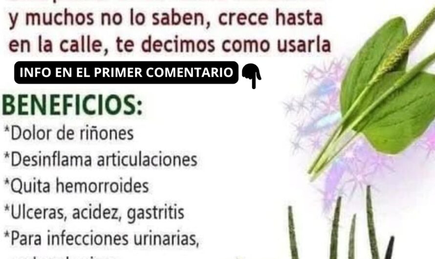 El Llantén: Un Tesoro Medicinal para la Salud Natural
